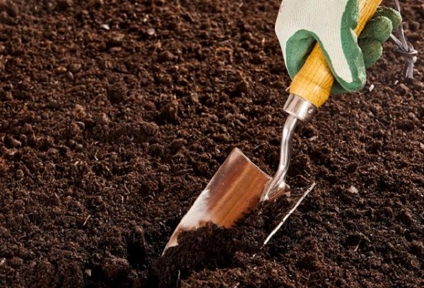 Kinh nghiệm xử lý đất trước khi trồng rau sạch tại nhà