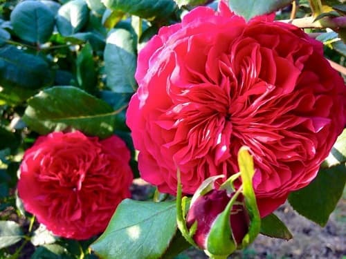 Kỹ thuật chăm sóc hoa hồng Rouge Royale rose