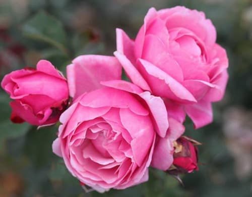 Kỹ thuật chăm sóc hoa hồng vào mùa đông để cây phát triển tốt, nở hoa rực rỡ