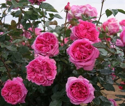 Kỹ thuật trồng hoa hồng Bernadette Lafont rose phát triển tốt, cho nhiều hoa