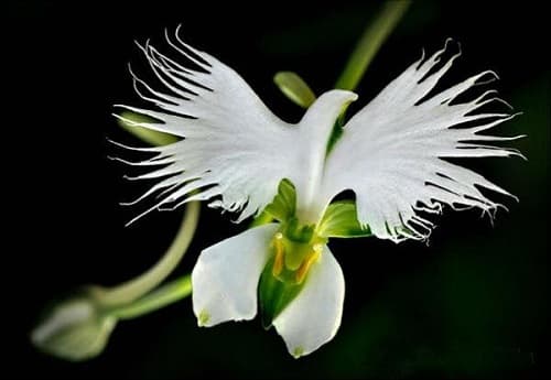 Kỹ thuật trồng và chăm sóc lan bạch hạc phát triển tốt, nở hoa cực đẹp