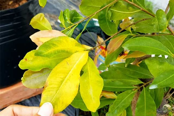 Mẹo cải thiện tình trạng lá vàng ở cây cảnh hiệu quả