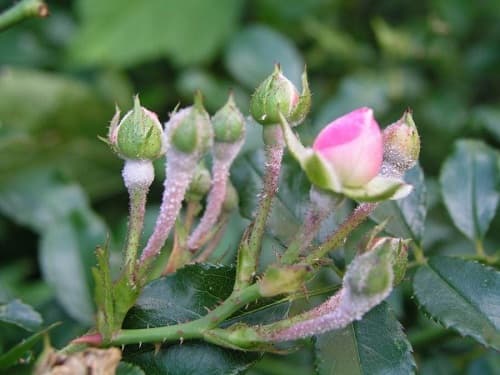 Nguyên nhân, cách điều trị bệnh phấn trắng trên hoa hồng