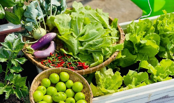 Những yếu tố gây ảnh hưởng trực tiếp khi trồng rau sạch tại nhà