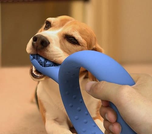 Bật mí phương pháp làm vệ sinh răng miệng cho chó cực hiệu quả
