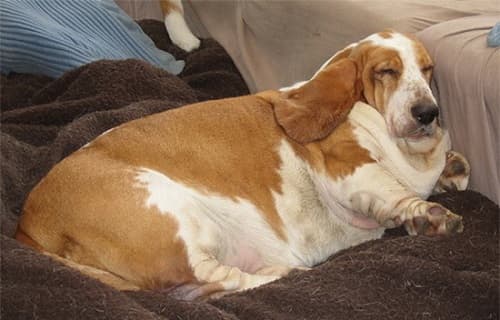 Bệnh gan nhiễm mỡ ở chó: nguyên nhân, cách điều trị