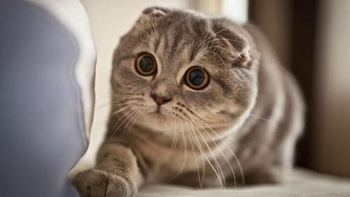 Bệnh nấm ở mèo: Nguyên nhân do đâu, cách điều trị hiệu quả nhất