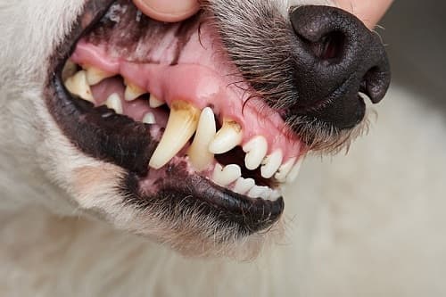 Bệnh nha chu ở chó: nguyên nhân, dấu hiệu, cách điều trị