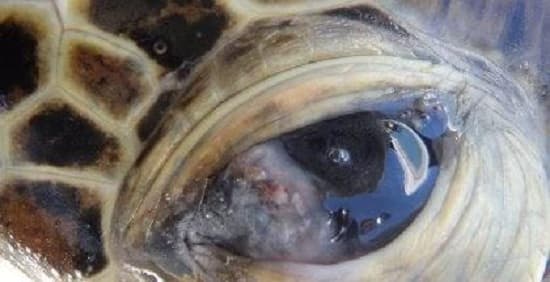 Bệnh nhiễm trùng mắt ở rùa cảnh: Nguyên nhân, cách phòng và điều trị