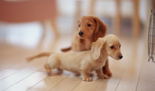 Bệnh uốn ván ở chó: nguyên nhân, cách điều trị