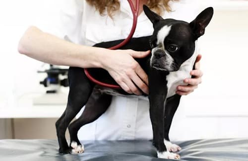 Bệnh viêm đĩa đệm ở chó: nguyên nhân, cách điều trị