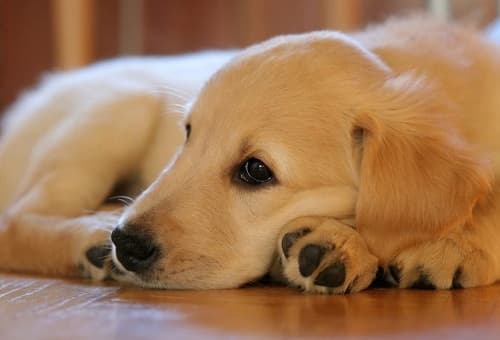 Bệnh viêm gan ở chó: cách chăm sóc, điều trị
