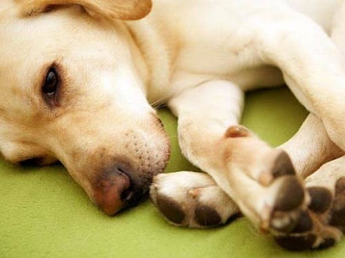 Bệnh viêm khớp ở chó: nguyên nhân, triệu chứng, biện pháp kiểm soát bệnh