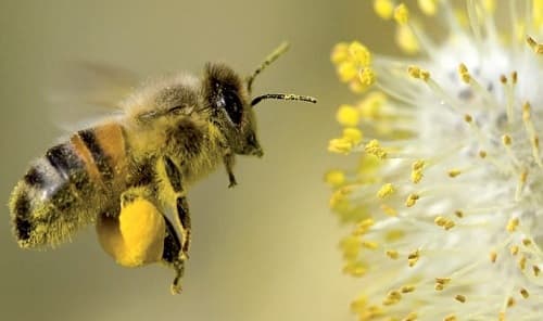 Những bí mật thú vị về loài ong bạn đã biết?