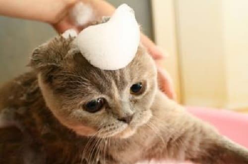 Cách chọn sữa tắm cho mèo phù hợp nhất với lông mèo
