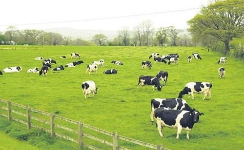 Cách lựa chọn thứ ăn cho bò sữa theo các chuyên gia khuyến cáo