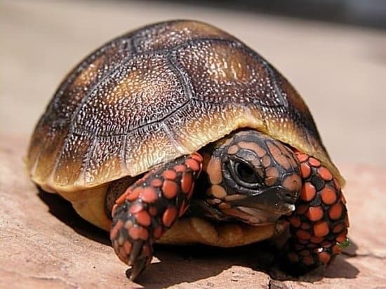 Cách nuôi và chăm sóc rùa chân đỏ (Red Foot Tortoise), ít nhiễm bệnh