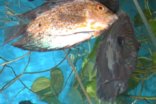 Cách phòng và điều trị một số bệnh thường gặp ở cá dĩa