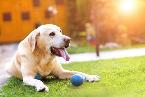 Chăm sóc chó mùa nắng nóng cần lưu ý điều gì?