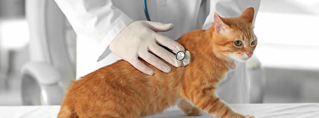 Chăm sóc mèo bị viêm tuyến tụy, nguyên nhân gây bệnh