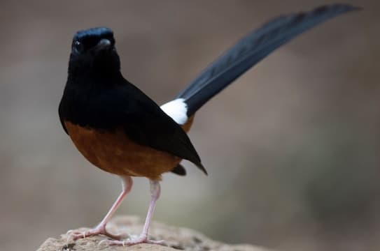Đây là một số loài chim cảnh hót hay nhất