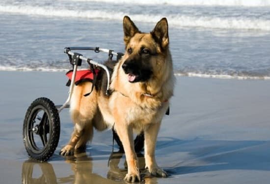 Chó bị bại liệt chân phải điều trị như thế nào?
