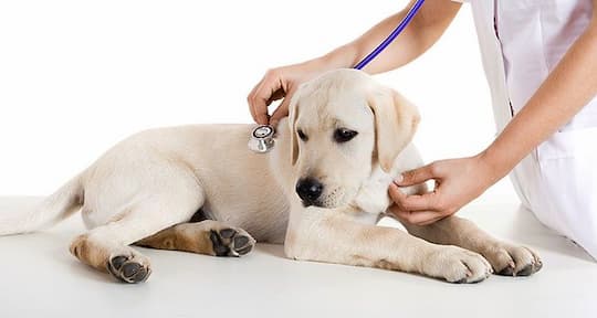7 cách giúp ngăn chặn bệnh dị ứng của thú cưng, vật nuôi