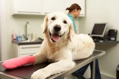 Chó bị gãy chân: cách điều trị, chăm sóc