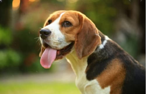 Chó bị khó thở: nguyên nhân, dấu hiệu, cách điều trị