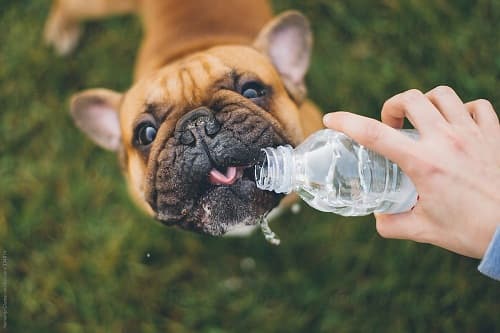 Chó bị mất nước nguyên nhân do đâu, cách điều trị