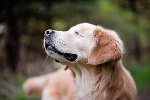 Chó bị mù nguyên nhân do đâu, cách chăm sóc chó bị mù