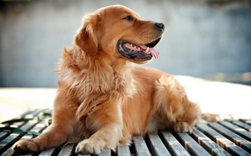 Chó bị ngộ độc chì: triệu chứng, điều trị và phòng ngừa