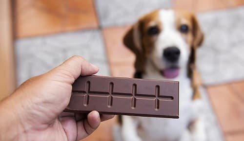 Chó bị ngộ độc socola: triệu chứng, cách sơ cứu