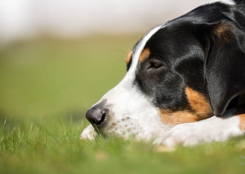 Chó bị ngộ độc thịt: triệu chứng, nguyên nhân, điều trị