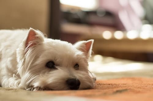 Chó bị ngộ độc thuốc diệt chuột: triệu chứng, cách xử lý