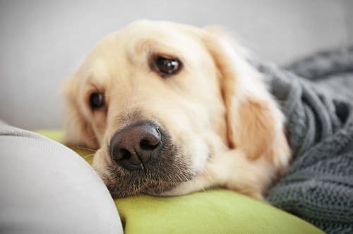 Chó bị ngộ độc tinh dầu bạc hà: triệu chứng, cách xử lý