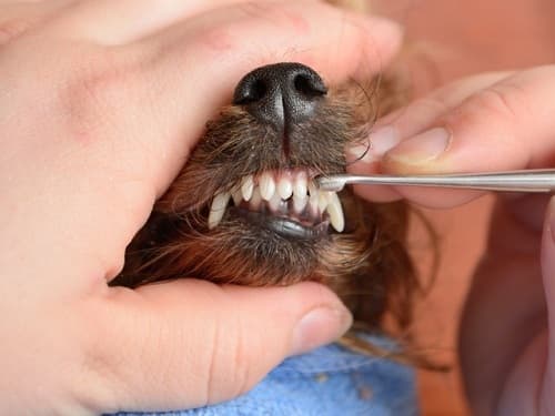 Chó bị sâu răng: nguyên nhân, cách phòng ngừa