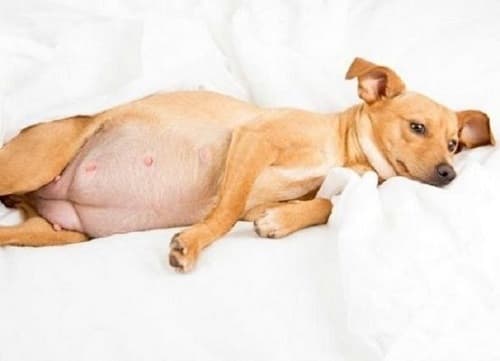 Chó bị thai chết lưu: dấu hiệu, chăm sóc khi chó bị thai chết lưu