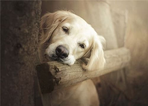 Chó bị trầm cảm: dấu hiệu, nguyên nhân, cách điều trị