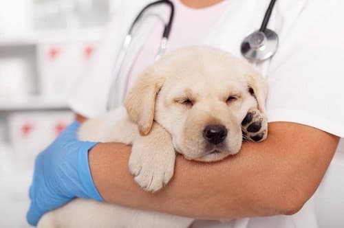 Chó đi tiểu ra máu: nguyên nhân, cách phòng tránh