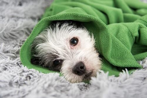 Chứng hạ thân nhiệt ở chó: nguyên nhân, dấu hiệu, cách phòng chống