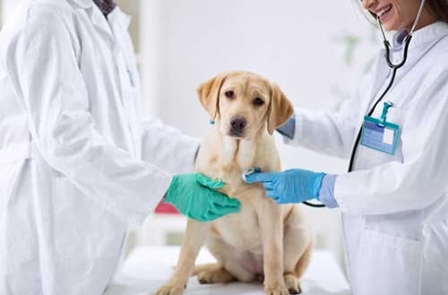 Chứng tiểu són ở chó: nguyên nhân, dấu hiệu, cách điều trị hiệu quả