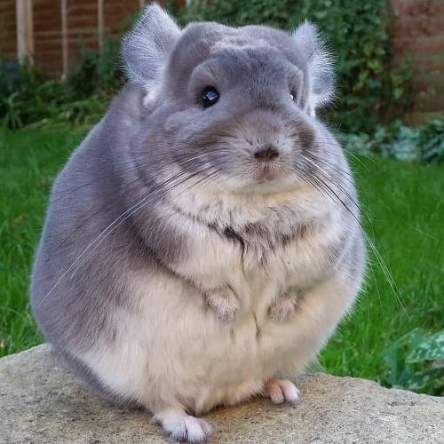 Chuột Chinchilla: Nguồn gốc, tuổi thọ, đặc điểm, ý nghĩa cái tên Chinchilla