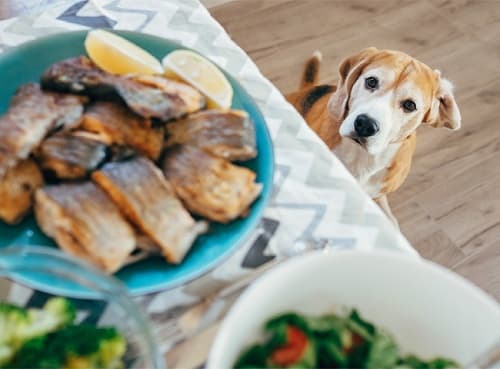 Có nên cho chó ăn hải sản, những loại hải sản nào chó nên tránh