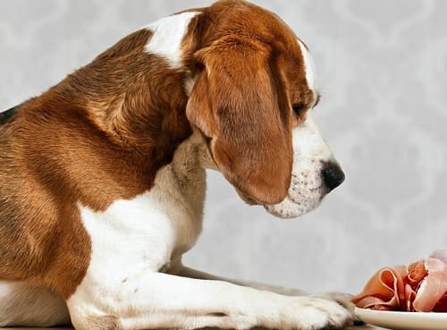 Có nên cho chó ăn nhiều giăm bông, thịt nguội?