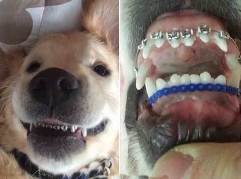 Có nên niềng răng cho chó?