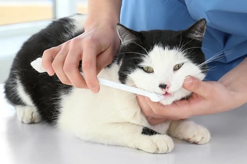 Đánh răng cho mèo: Chọn kem đáng răng, cách đánh răng cho mèo đúng chuẩn