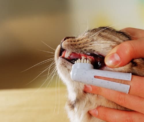 Đánh răng cho mèo: Chọn kem đáng răng, cách đánh răng cho mèo đúng chuẩn