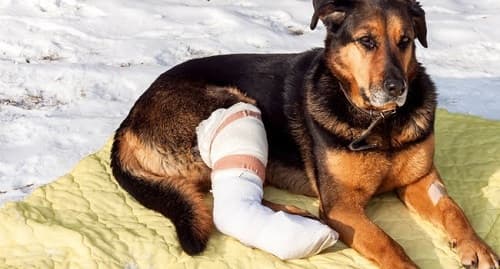 Dấu hiệu gãy xương ở chó: nguyên nhân, điều trị
