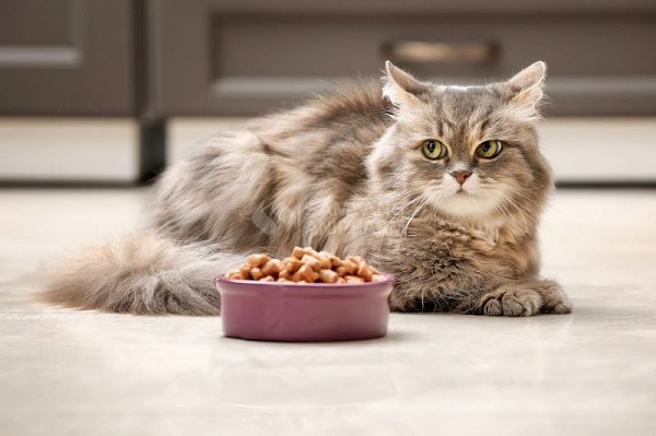 Điều trị hội chứng ruột kích thích (IBS) ở mèo như thế nào